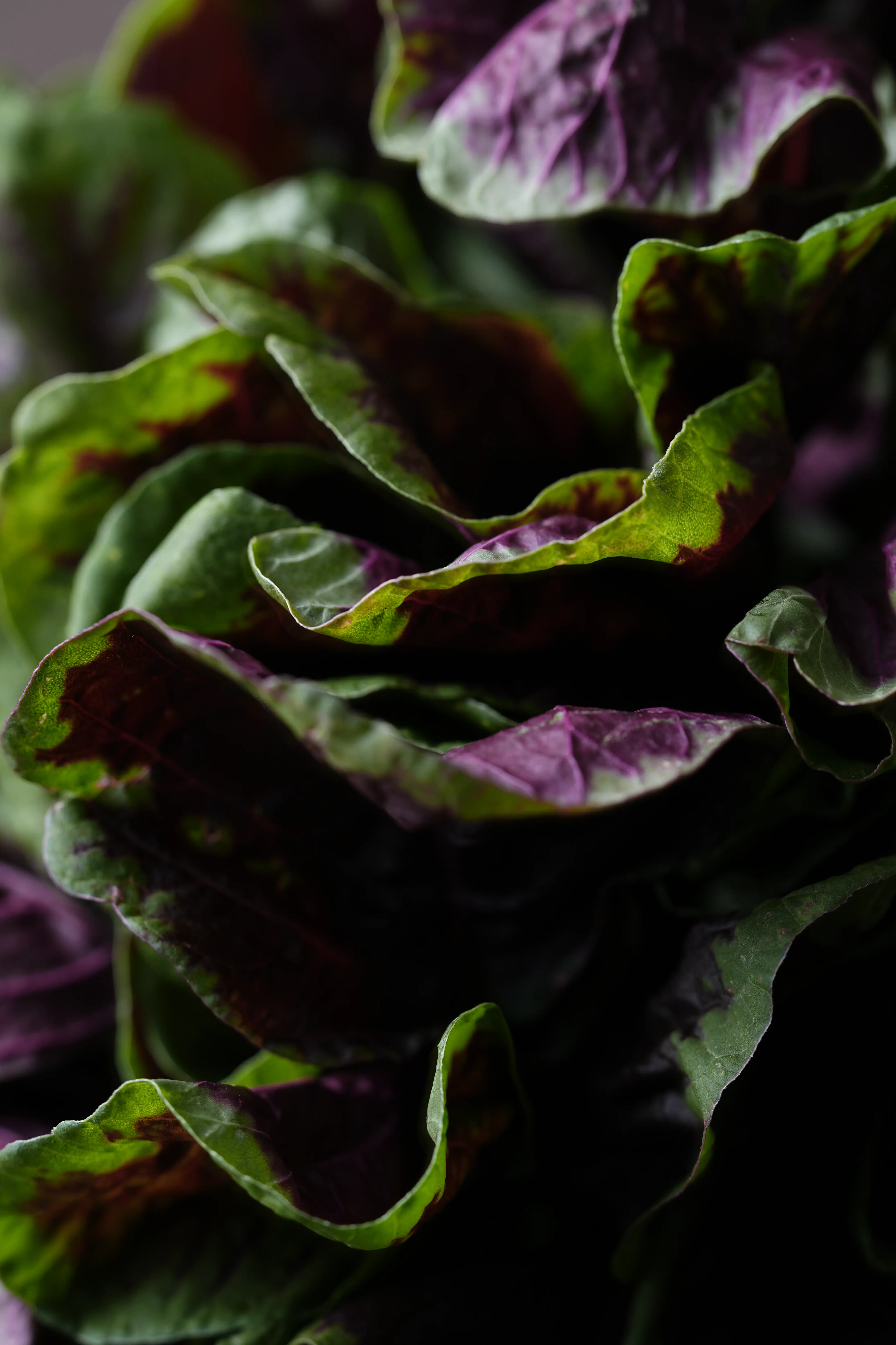 Yuan Cuisine Photography image 81 by maxlux.art / 沉光