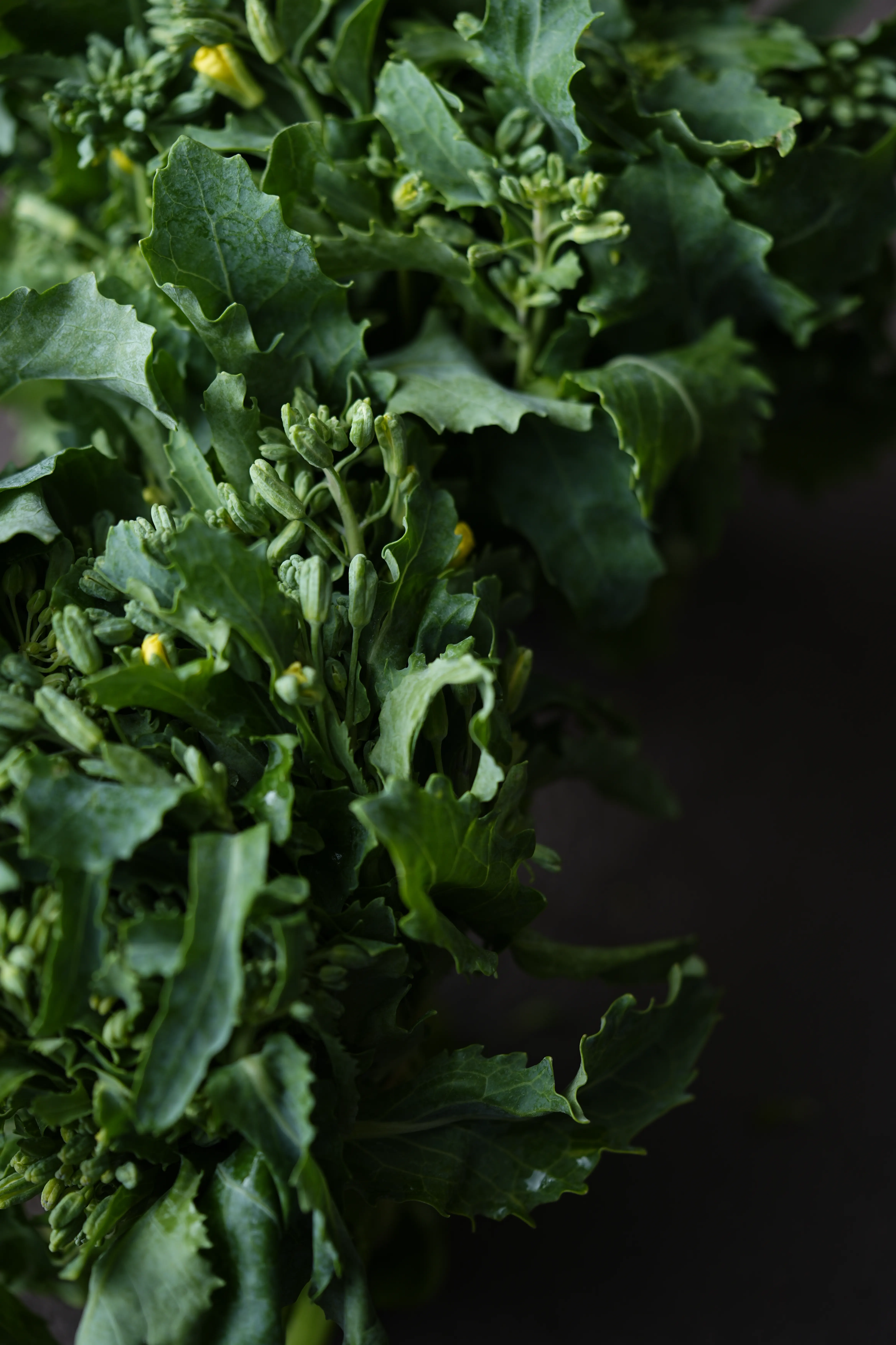 Yuan Cuisine Photography image 89 by maxlux.art / 沉光