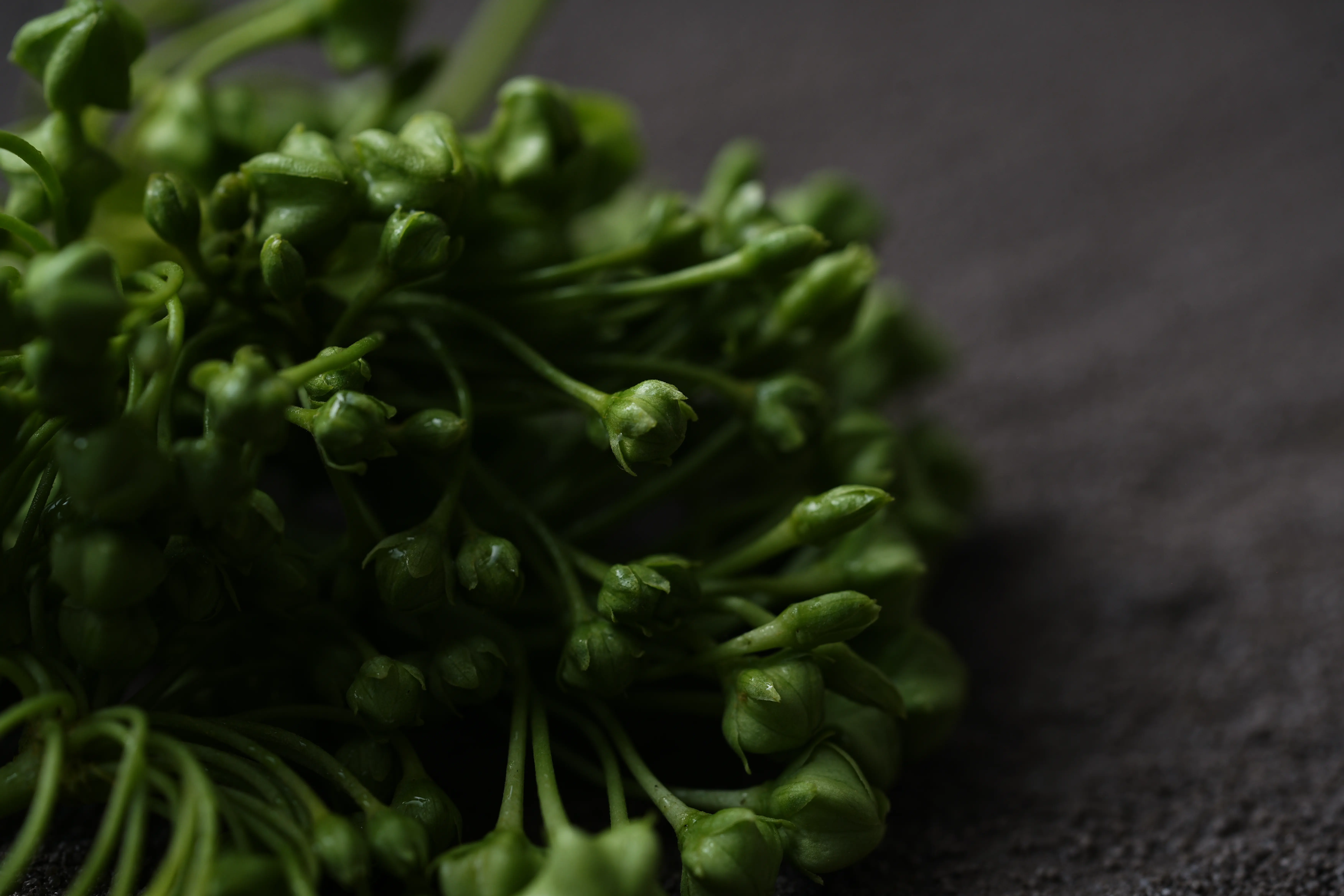 Yuan Cuisine Photography image 31 by maxlux.art / 沉光