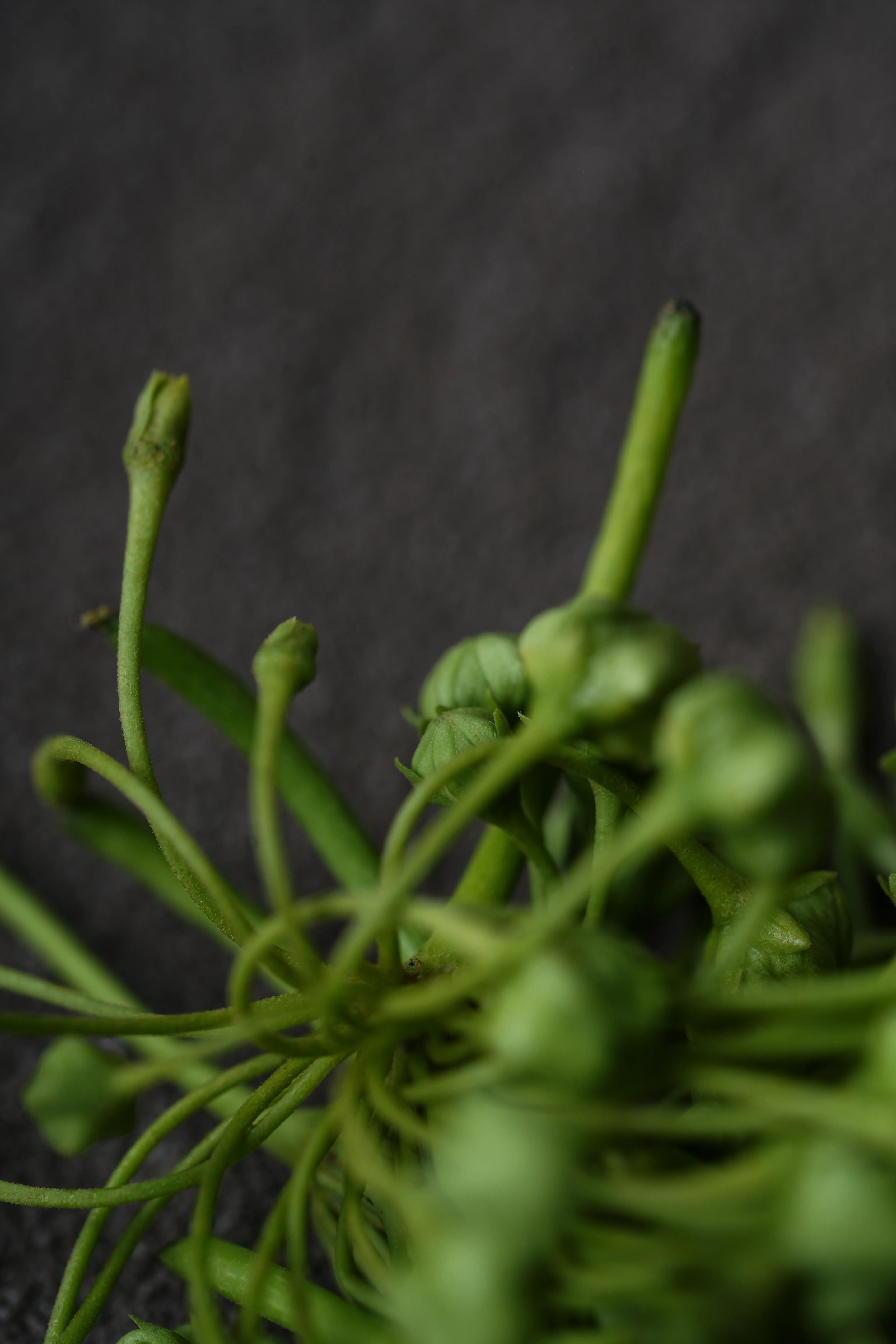 Yuan Cuisine Photography image 33 by maxlux.art / 沉光