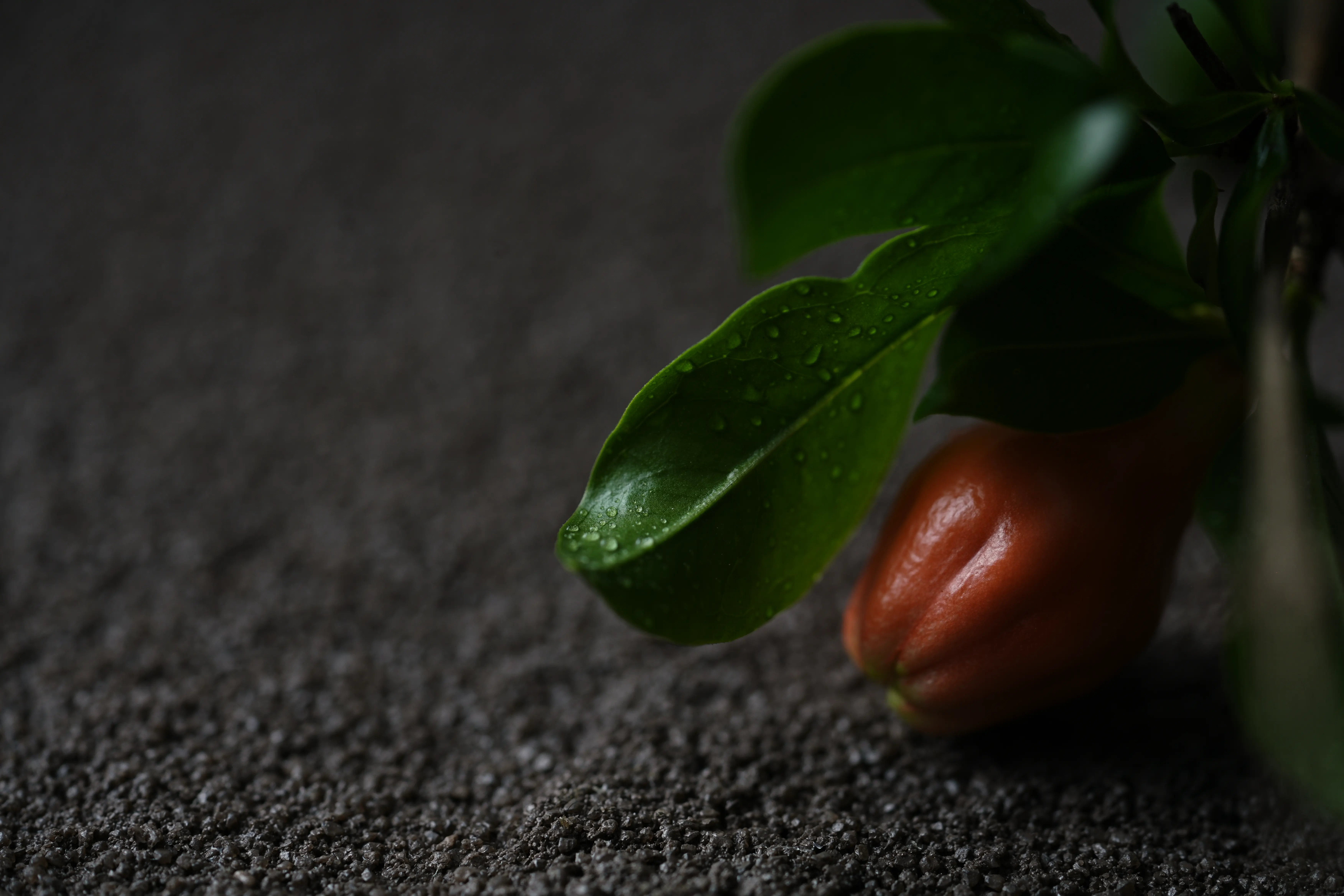 Yuan Cuisine Photography image 34 by maxlux.art / 沉光