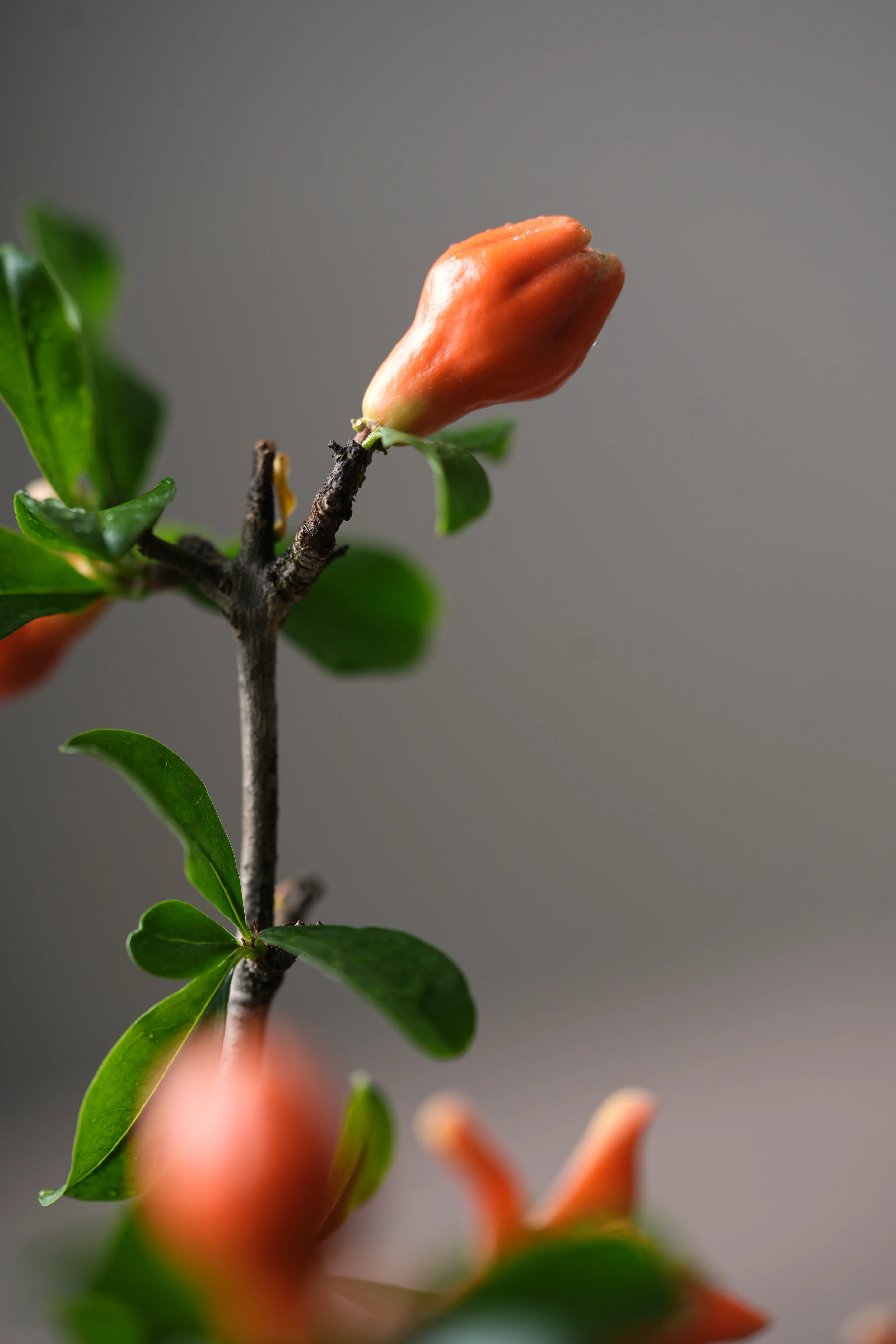 Yuan Cuisine Photography image 35 by maxlux.art / 沉光