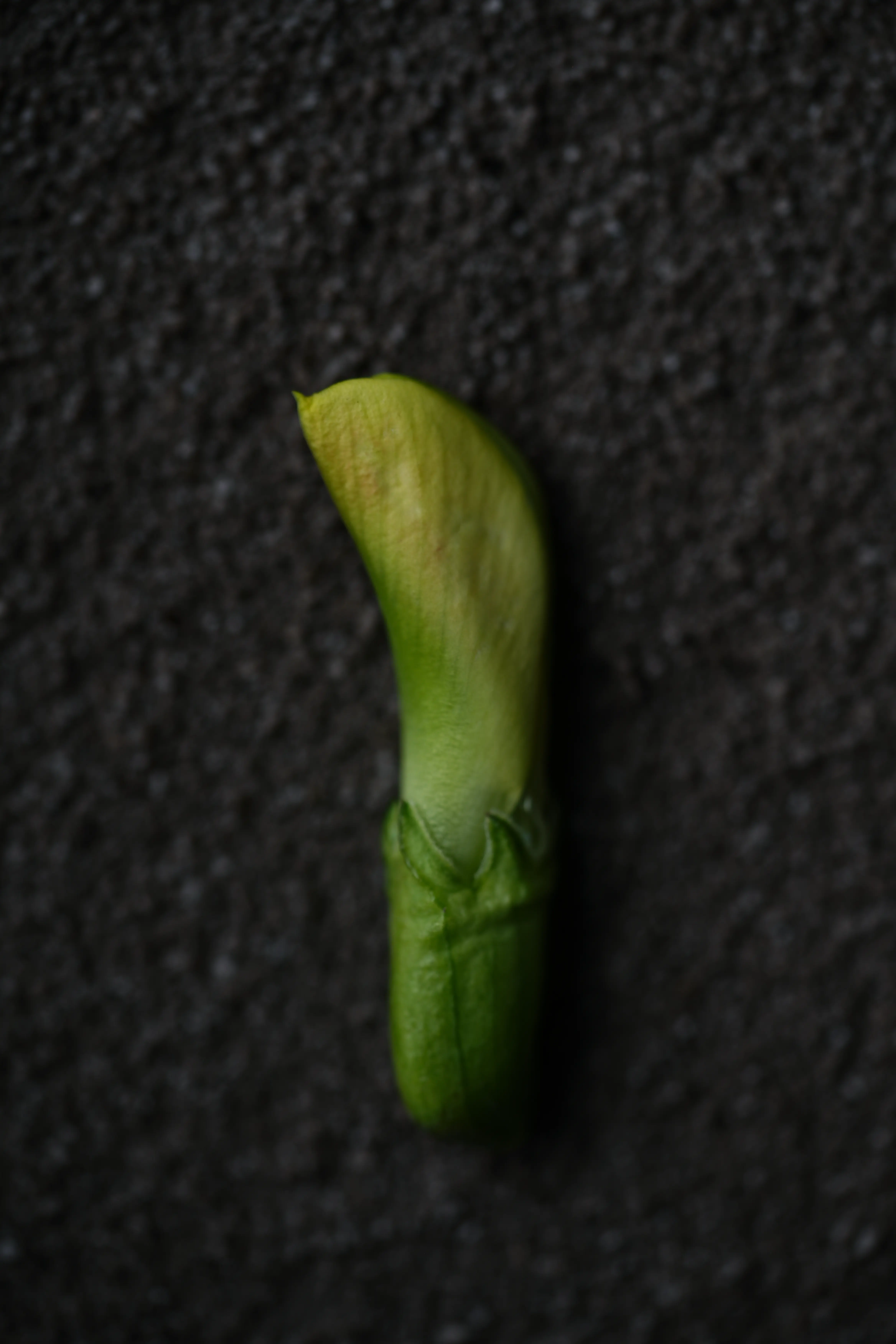 Yuan Cuisine Photography image 38 by maxlux.art / 沉光