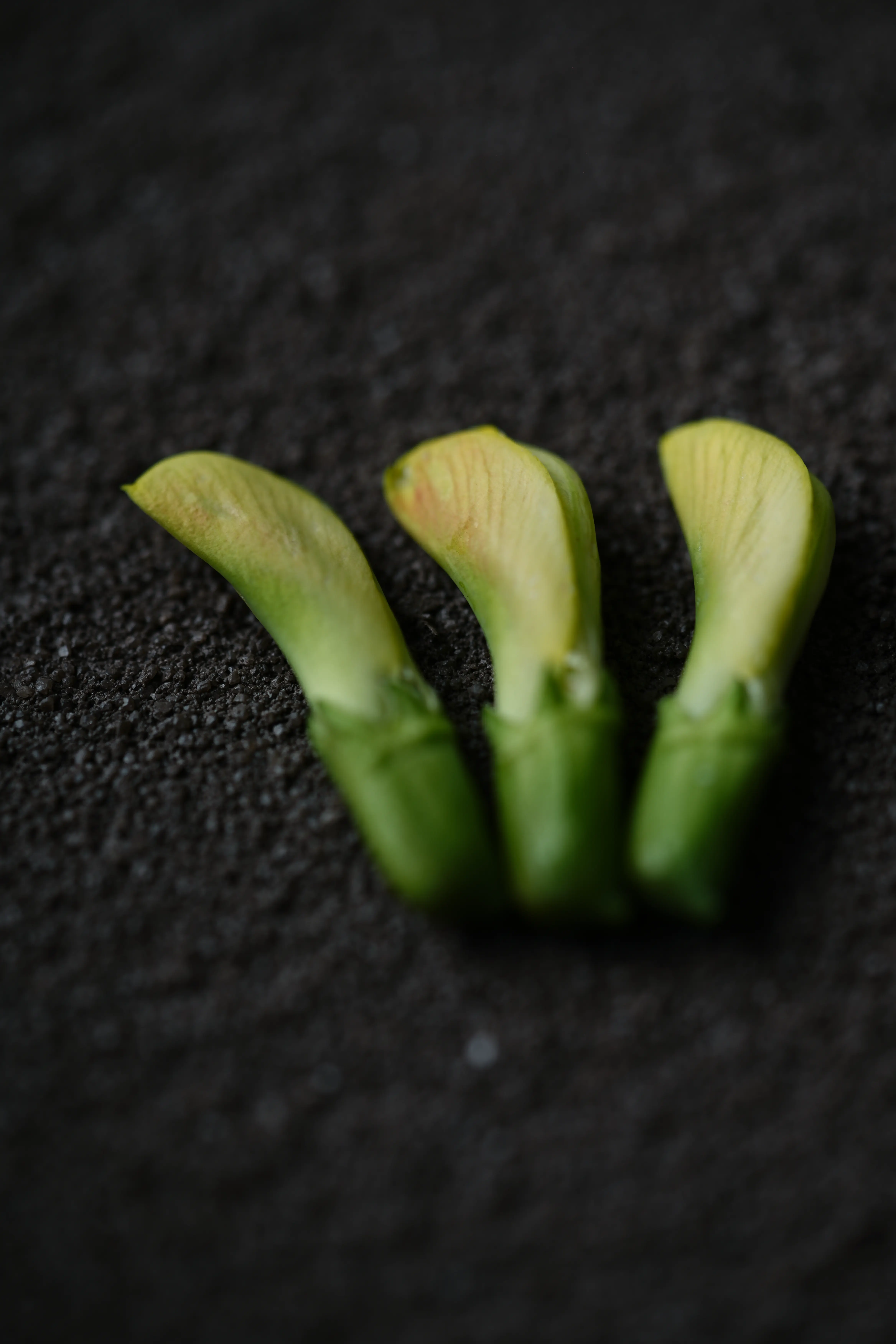 Yuan Cuisine Photography image 40 by maxlux.art / 沉光