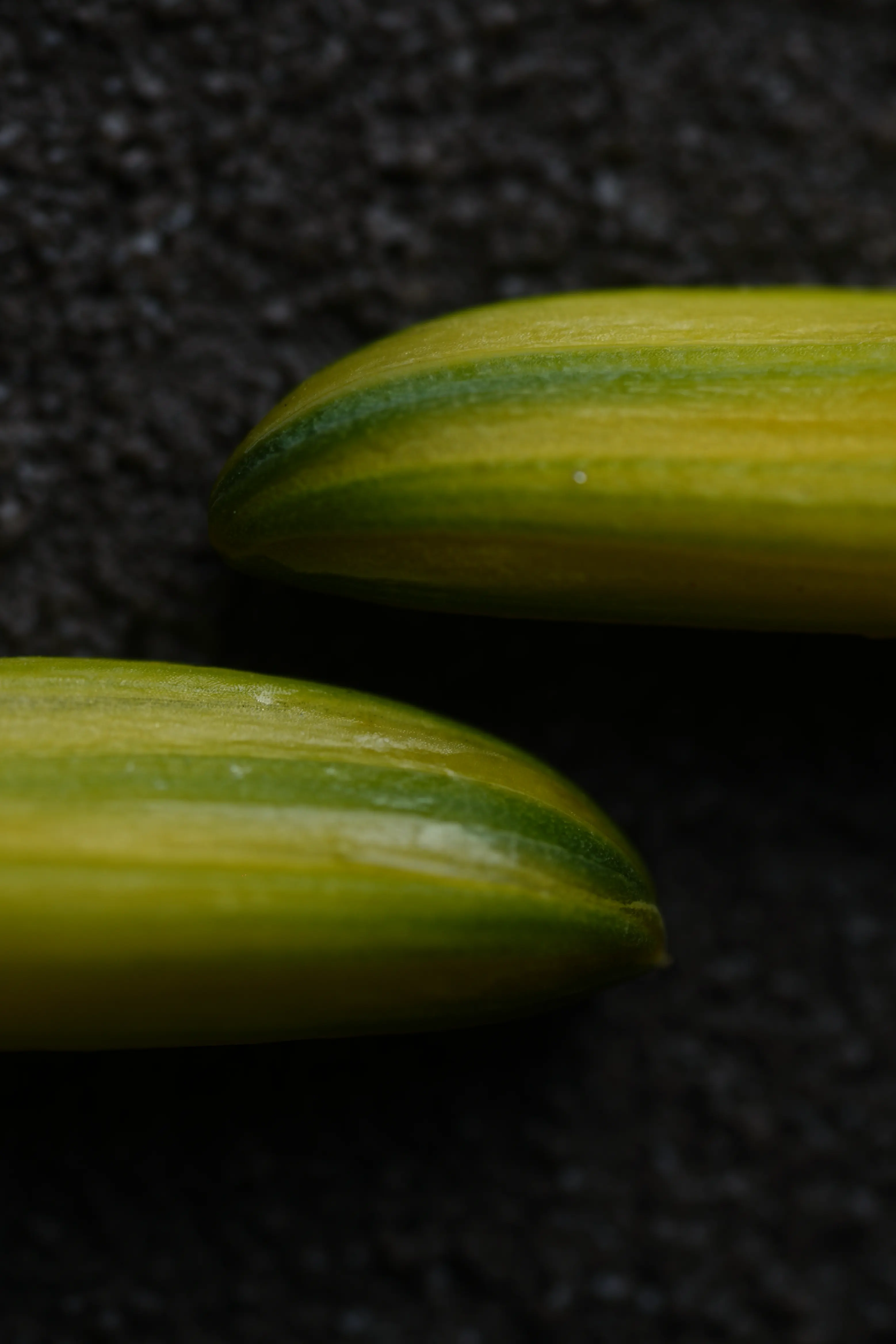 Yuan Cuisine Photography image 45 by maxlux.art / 沉光