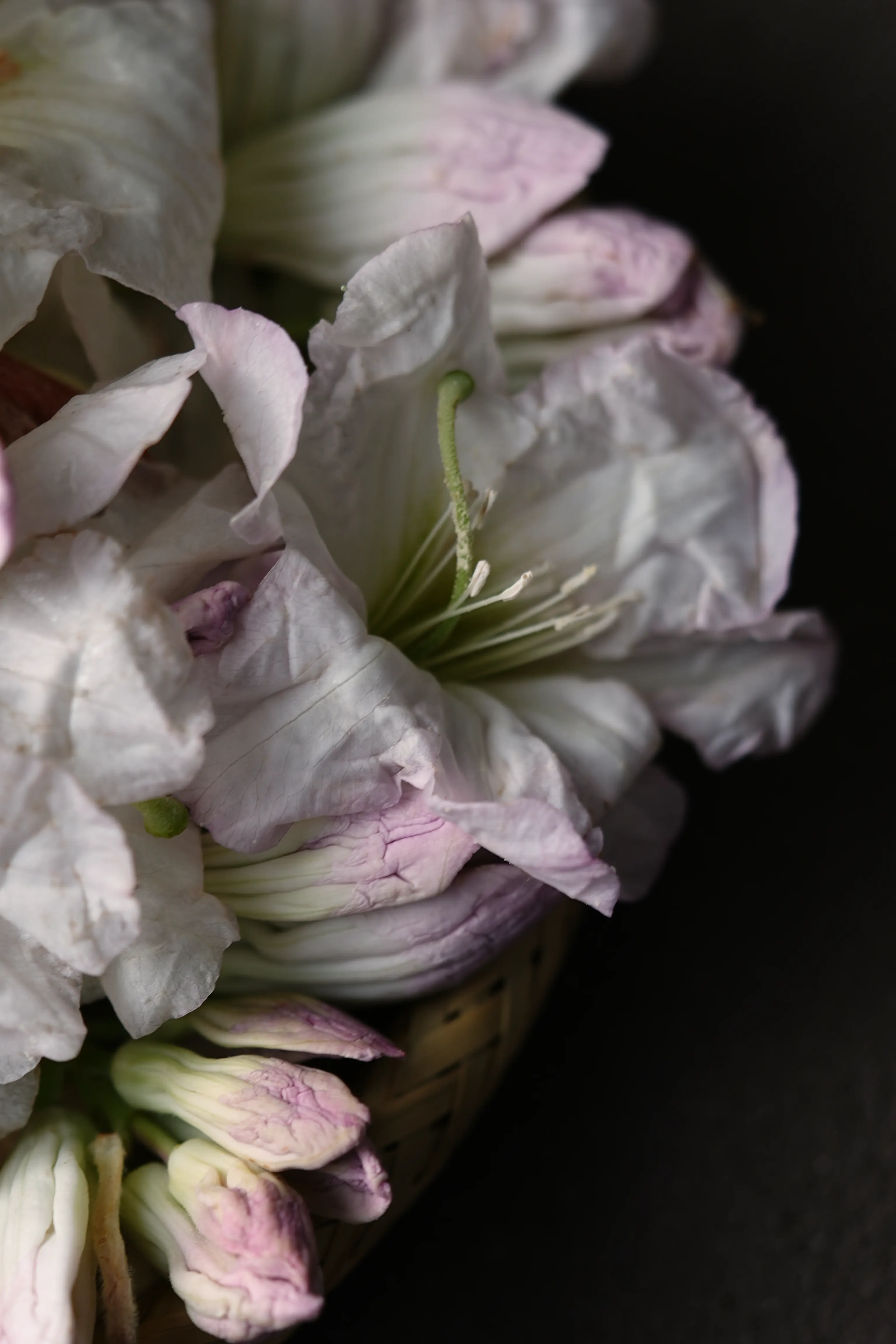 Yuan Cuisine Photography image 54 by maxlux.art / 沉光